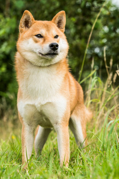 istock Shiba-Inu Dog 1168579916