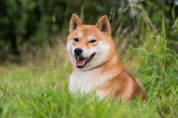 istock Shiba-Inu Dog 1168579938