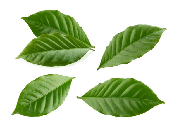 커피 잎 고립 된 흰색 배경 - leaf 뉴스 사진 이미지