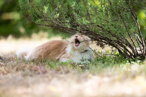 young cream tabby white ginger maine coon cat outdoors in the garden chewing on a branch of a rosemary bush on a sunny summer day