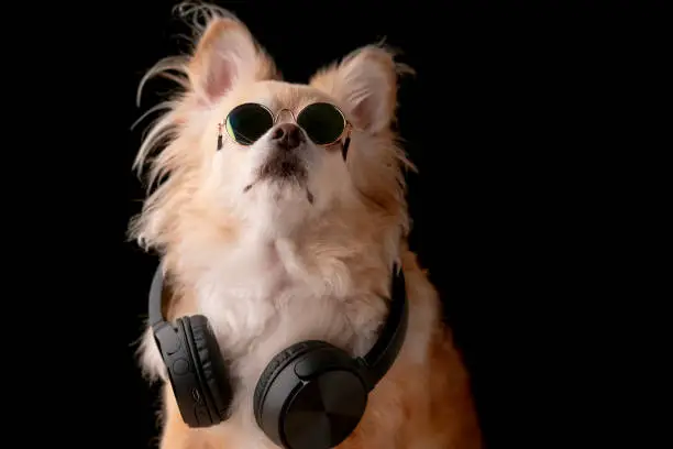 Photo of cute brown color hair chihuahua dog wear glasses and headphone music listening studio photshoot black background