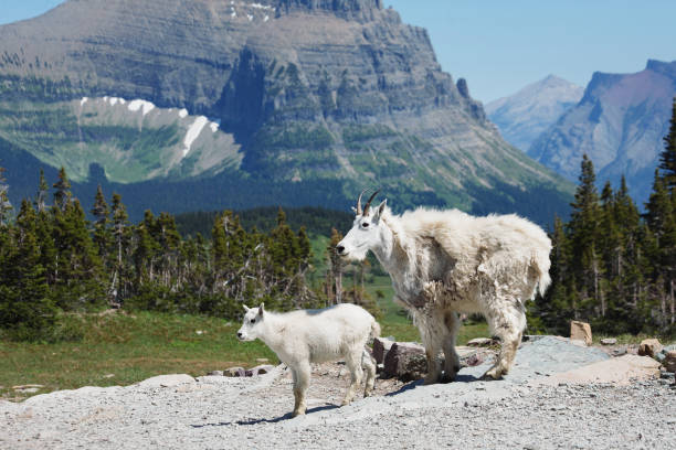 mountain goat (mutter und kind) am hidden lake trail, glacier national park - flathead valley stock-fotos und bilder