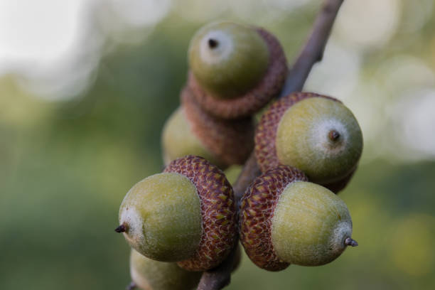 acorns of red oak, quercus rubra on twig closeup