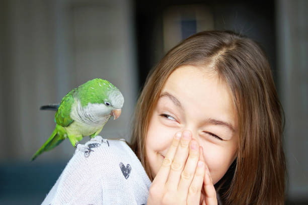 Cute smiling girl playing with her pet green Monk Parakeet parrot. who is sitting on her shoulder. Quaker parrot bird owner. Exotic pet. stock photo