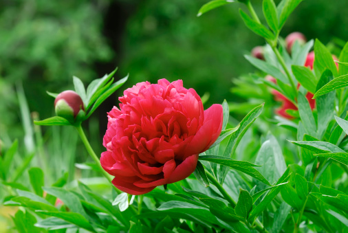 Rose flowers with  deep pink petals closeup  on natural  blurred green background. Place for text. Close up of deep pink rose bud during summer blooming in the garden.