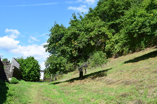 large apple tree on steep hill