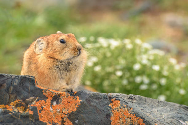 istock pika stones burrow rodent 1168582746
