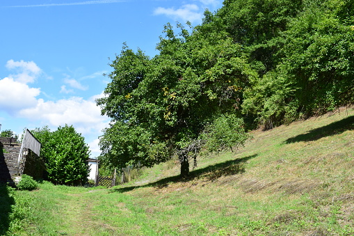 large apple tree on steep hill