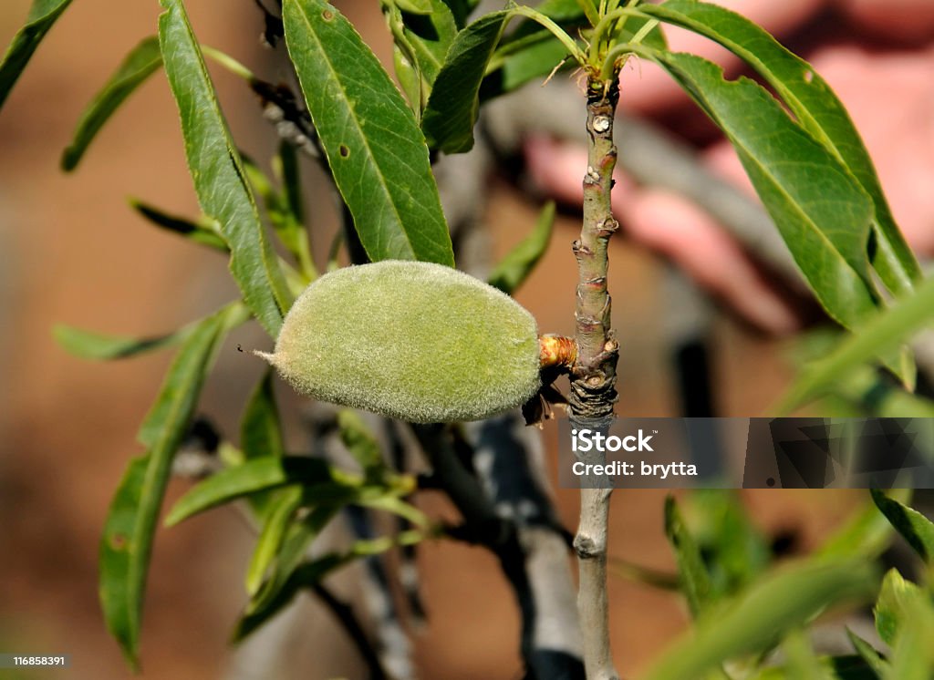 Mandorla - Foto stock royalty-free di Acerbo