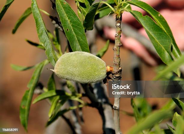 Mandorla - Fotografie stock e altre immagini di Acerbo - Acerbo, Agricoltura, Albero deciduo