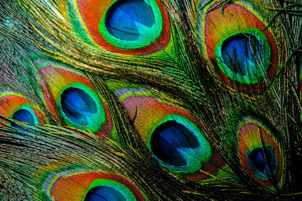 istock Colorful and Vibrant Peacock Feathers 1168585414