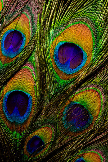 istock Colorful and Vibrant Peacock Feathers 1168585522