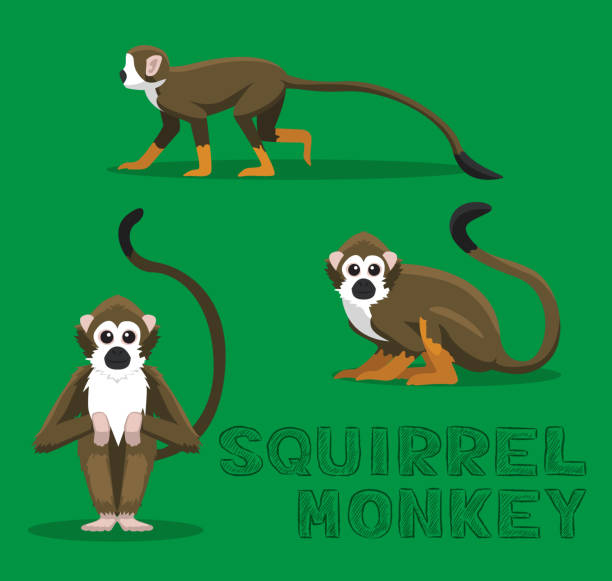 ilustrações, clipart, desenhos animados e ícones de ilustração do vetor dos desenhos animados do macaco de esquilo - saimiri sciureus