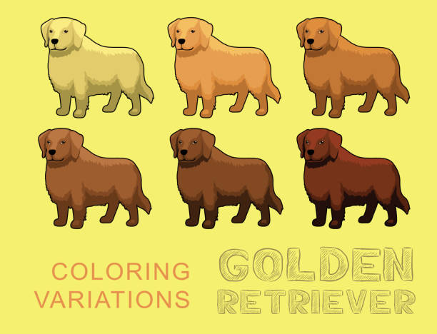 hund golden retriever färbung variationen vektor illustration - color image retriever illustration technique horizontal stock-grafiken, -clipart, -cartoons und -symbole