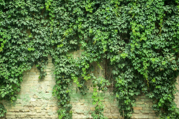 istock Retro wall covered by wild grapes. 1168586299