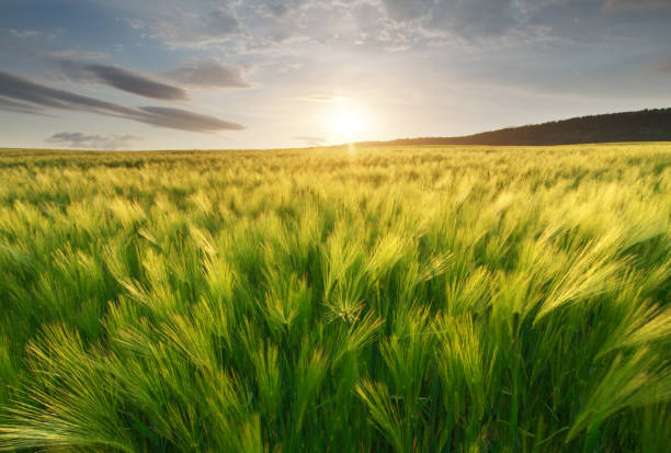 istock Meadow of wheat. 1168587748