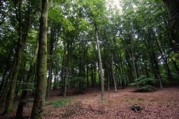 istock beautiful rain forest, treetops in a green forest landscape, nature 1168590460