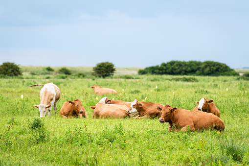 Brown cattle grazing on the marshes at Holkham National Nature Reserve in the United Kingdom.