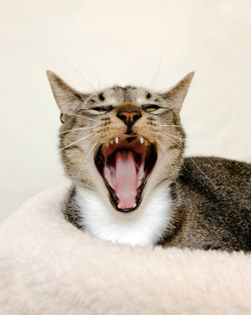 istock Hissing or Yawning Cat 116859345