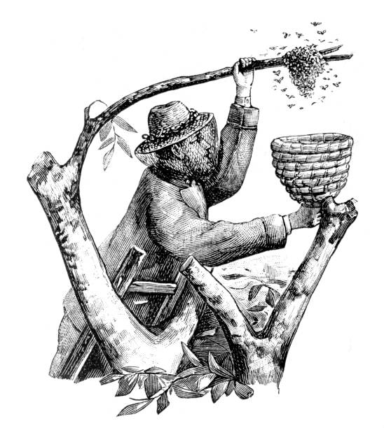 ilustrações de stock, clip art, desenhos animados e ícones de beekeeper reaping honey from tree 1897 - apicultor ilustrações