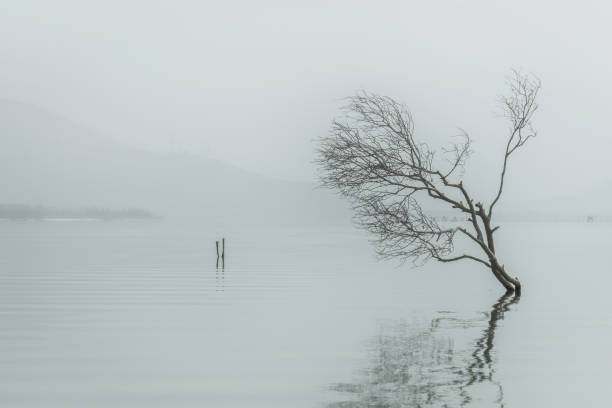 un arbre dans le lac d'eau de silence - concept abstrait de vie - mountain nature abstract forest swamp photos et images de collection