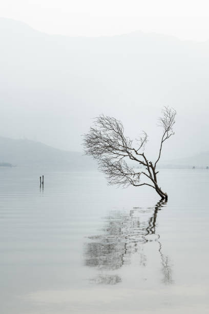 Wooden tree (timber) is survive in silence water lake or lagoon with environment of fog and fresh air in the morning. Life abstract and background photo concept.