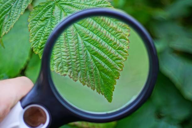 istock black magnifier increases the green leaf raspberries 1168597303