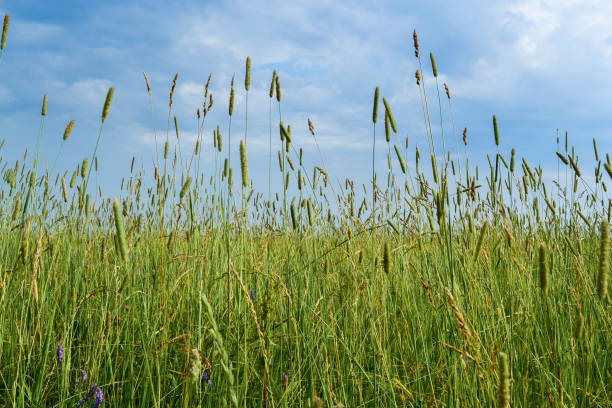 istock art abstract spring background or summer background with fresh grass 1168597376