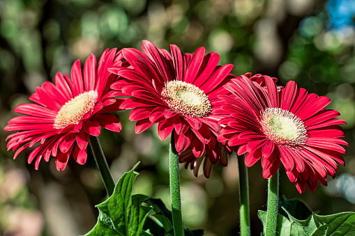 Red gerbera flower - Photo with detail of three red gerbera flower under natural sunlight in garden with blurred background