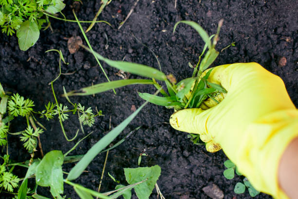 Woman hand in garden glove pulling out weeds.