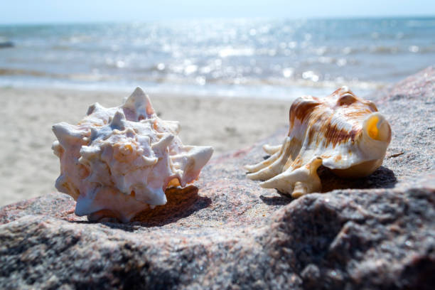 istock Beautiful seashells on the stone of the beach. 1168603108