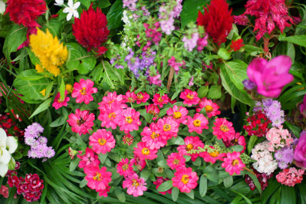 istock flowers and leaf Summer background close up 1168604158