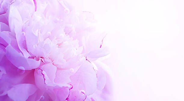 istock peony flower beautiful background closeup 1168604994