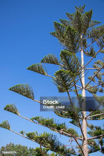 Big Green Tree On Milos Island Stock Photo - Download Image Now - Aegean Sea, Agricultural Field, Beauty