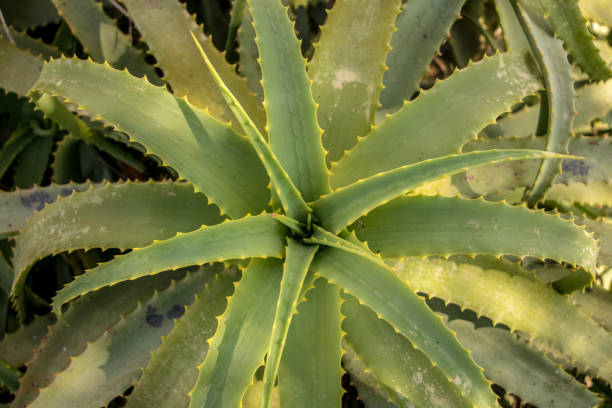istock Beautiful sunlite cactus on Milos close up 1168605262