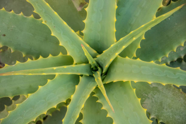 Beautiful cactus on Milos island close up