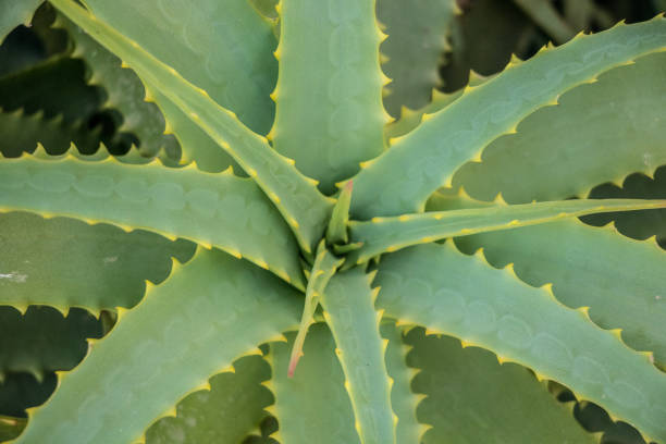 istock Beautiful sunlite cactus on Milos island close up 1168605372