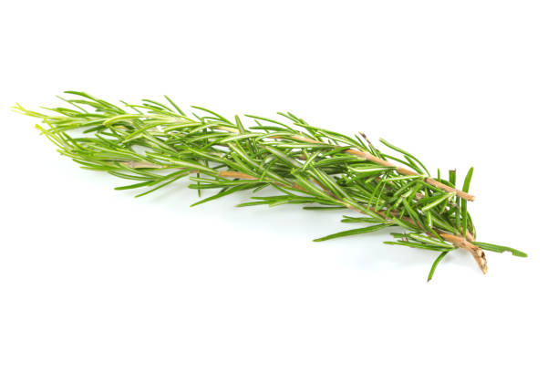 istock Fresh branch of rosemary herb isolated on white background 1168606609