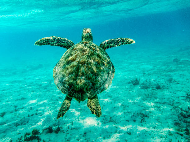 Plan rapproché de tortue verte de mer (Chelonia mydas) natation dans les mers peu profondes de Caraïbes de Soleil. - Photo