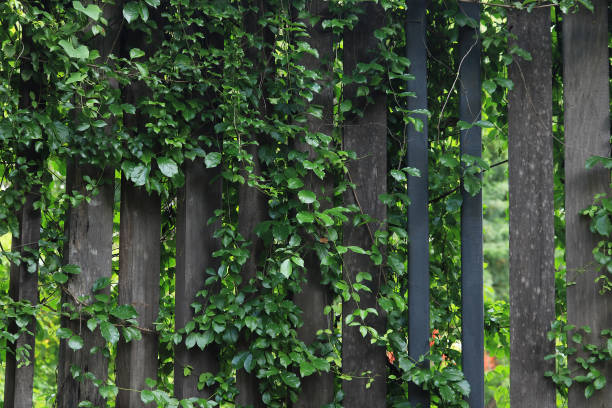 istock green creeper plant in the garden 1168606843