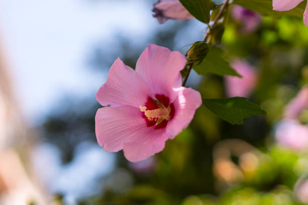 istock One bud of a blossoming flower close-up full screen 1168607442