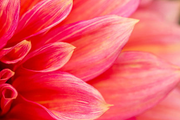 fleur rose frais de dahlia, photographiée à bout portant, avec l'accent sur des couches de pétales. photographie macro - dahlia photos et images de collection
