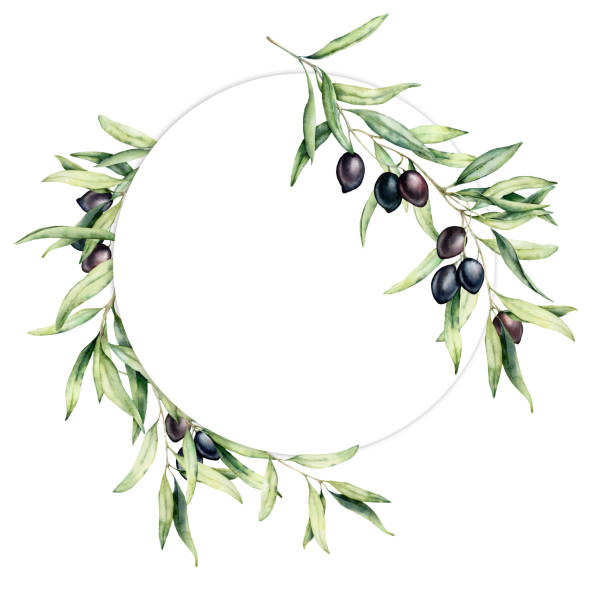 illustrations, cliparts, dessins animés et icônes de couronne d'aquarelle aux baies d'olive et feuilles. bordure florale peinte à la main de cercle avec des branches de fruit d'olivier et d'arbre avec des feuilles d'isolement sur le fond blanc. pour le design, l'impression et le tissu. - full frame leaf lush foliage backgrounds