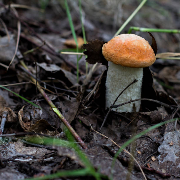 istock White mushroom in the forest. 1168610080