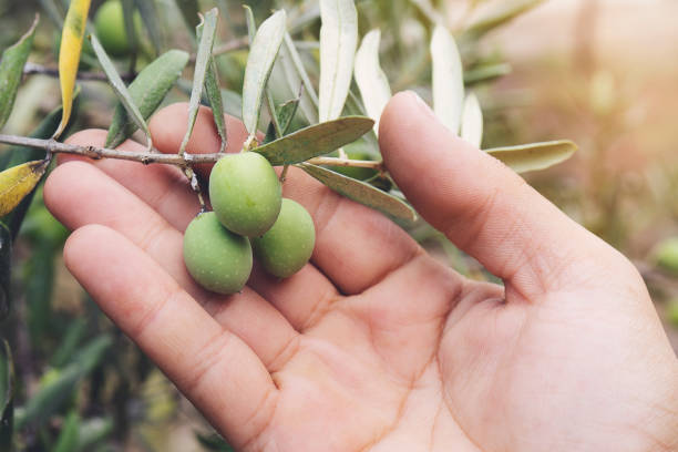 vista ravvicinata della mano di un raccoglitori di olive che raccoglie olive mature da un albero - olive olive tree italy italian culture foto e immagini stock