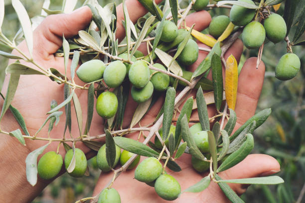 istock Close up view of an olive pickers' hand picking ripe olives from a tree 1168611088