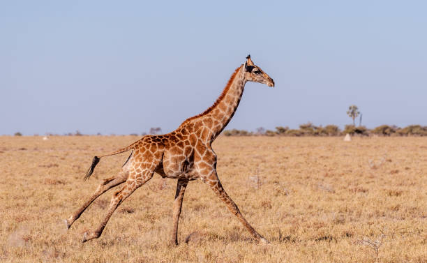 galloping giraffe in namibia - giraffe namibia africa animal imagens e fotografias de stock