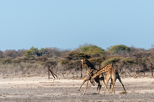 Dos jirafas angoleñas masculinas luchando photo