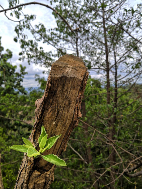 istock The young tree shoots are growing after broken stems 1168611689