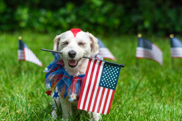 istock Dog holding flag with eyes closed 1168612529